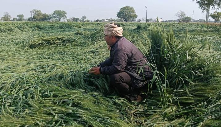 Wheat and potato crops were damaged due to storm and rain.