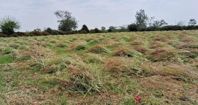If the grains rot, less oil will come out of mustard