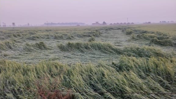 Wheat crop spoiled due to hailstorm and rain