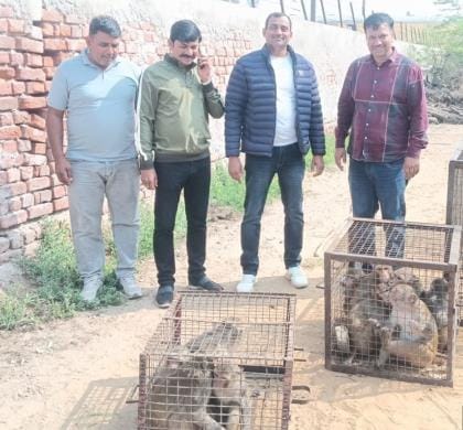20 unruly monkeys caught from Ward 17