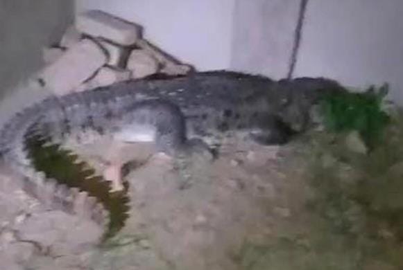 Villagers scared after seeing crocodile near village