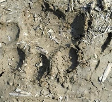 Tiger changed hideout, now footprints found in Hata village