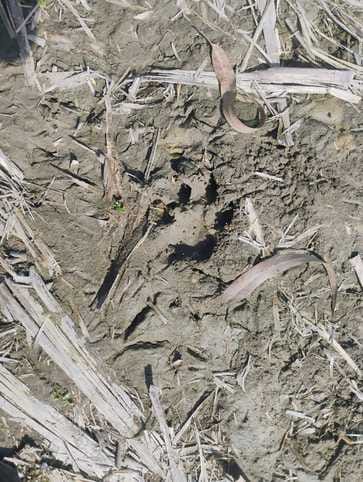 Now tiger seen in Nareli Rasulpur forest, panic