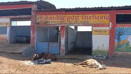 Action is not being taken against those responsible for the death of cattle