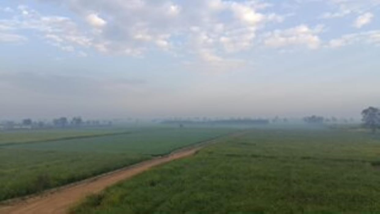 Drop in temperature, increased cold is beneficial for wheat crop
