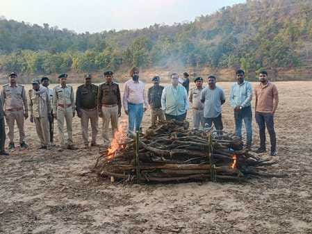 Umaria News: Skeleton of a baby elephant found in the river path, last rites performed