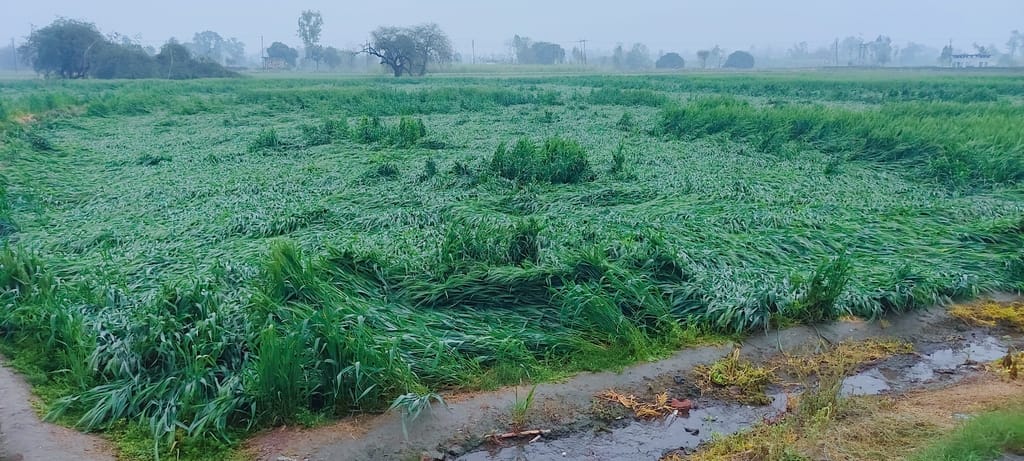 Wheat crop failed, potato and mustard also likely to be damaged