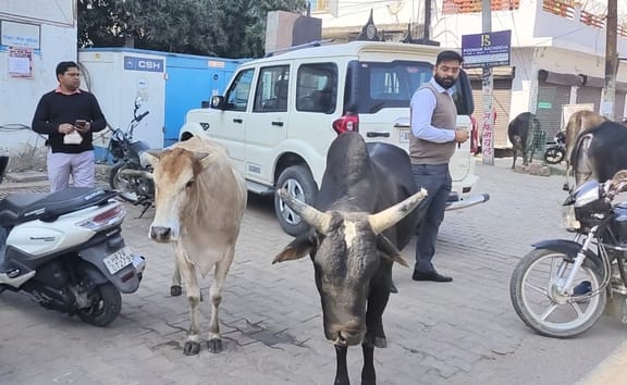 More cowsheds will be built in the district and stray animals will be protected.