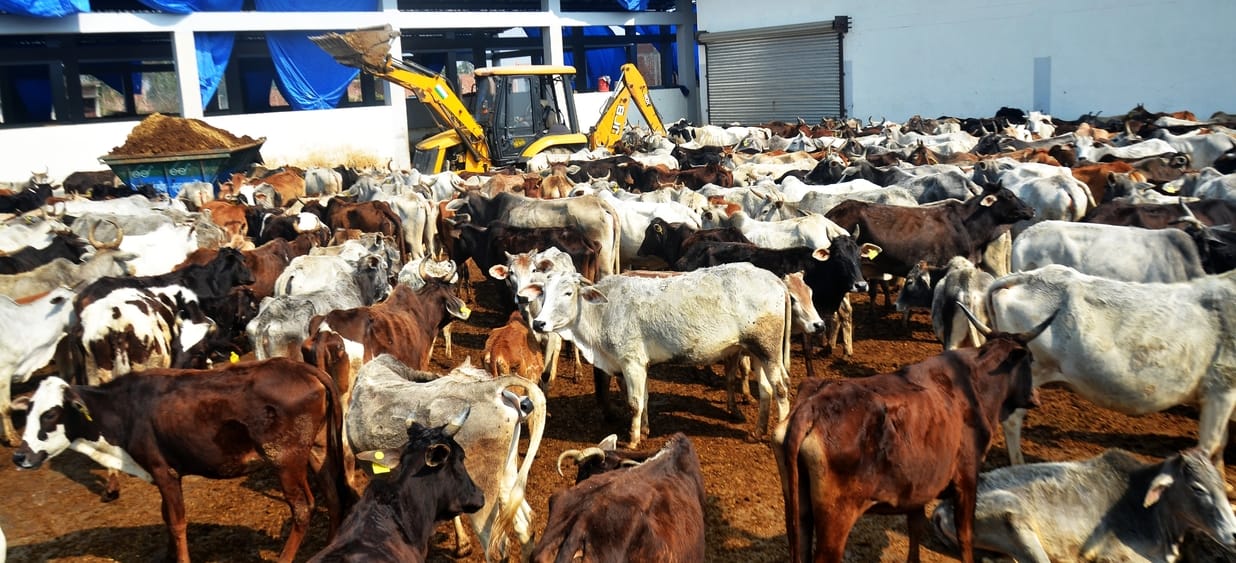 There is no space in cow sheds, the campaign to catch them has stopped... stray animals roaming on the streets