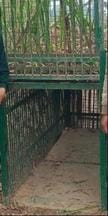 Cage set up to catch leopard