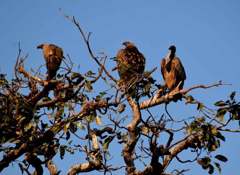 Vultures reach Nepal from CTR in search of food