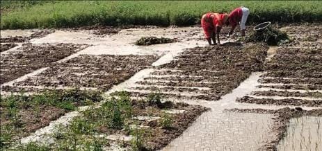 Minor overflows, 10 bigha crop submerged