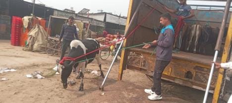 Campaign launched in Ratia, 25 destitute animals caught on first day