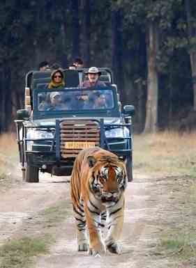 Tigers seen somewhere on the road in front of Gypsy