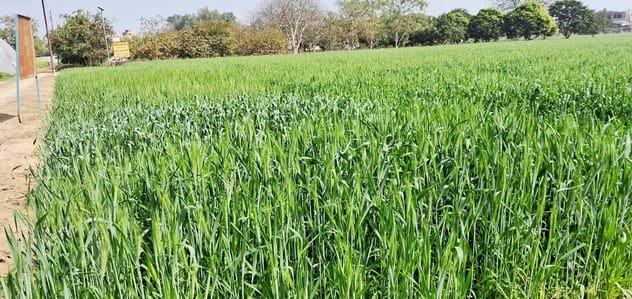 Temperature crosses 27 degrees, late wheat production may decrease