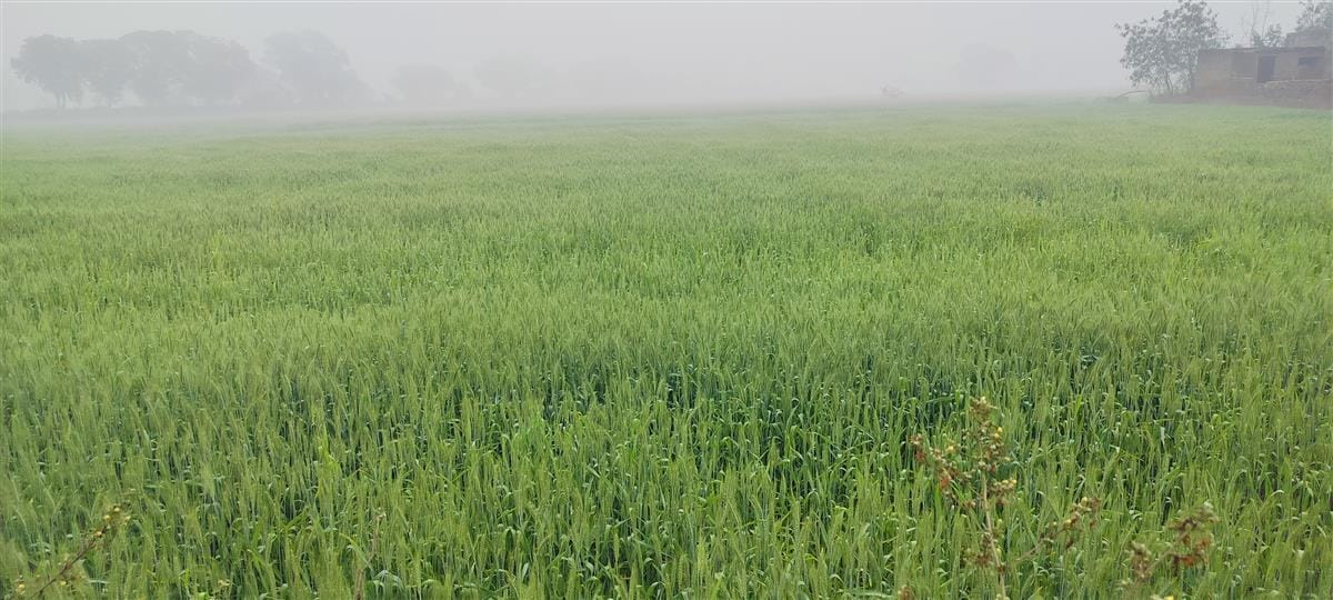 Fog again after 16 days, wind blowing at 11 km per hour