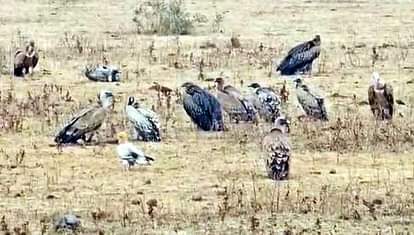 Chhatarpur News: गिद्धों का सुरक्षित ठिकाना बने बकस्वाहा के जंगल, जिले के 735 गिद्धों में से 309 का निवास यहीं Bakswaha is the residence of 309 out of 735 vultures in the Chhatarpur district