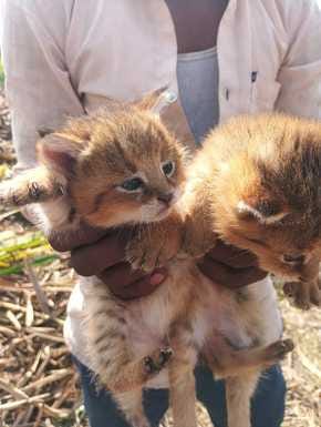 Two cubs of fishing cat found in sugarcane field