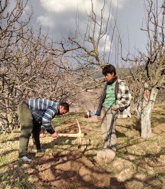 Gardeners busy planting new plants in gardens