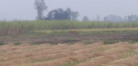 Tiger changed hideout near Sultanpur village