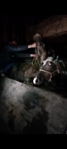 Container filled with 55 buffaloes going to be slaughtered seized, case registered against 3