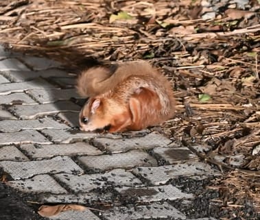 Endangered flying squirrel seen in Dudhwa