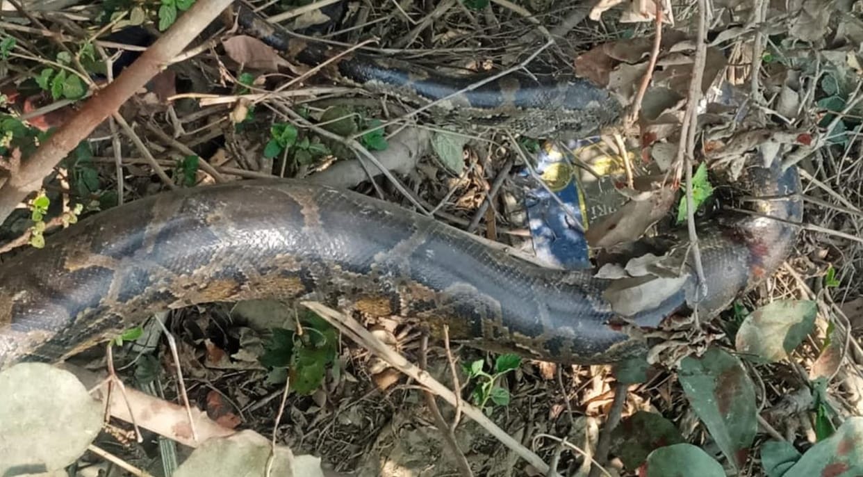 Python seen near Baruni hill drain, panic