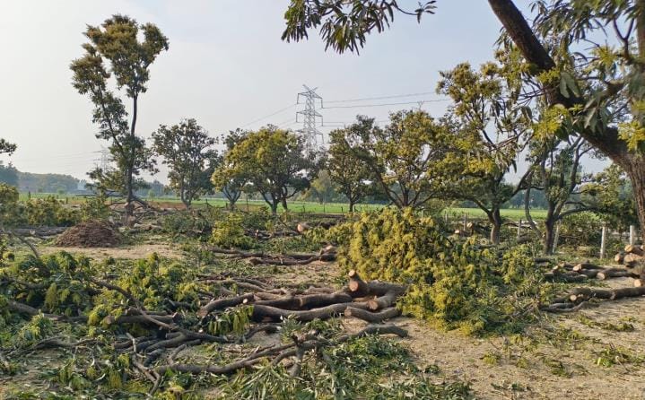 20 mango trees laden with blossoms were cut down