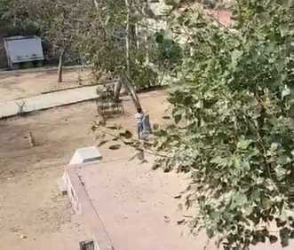 Children got trees cut in village Ghaseda school.
