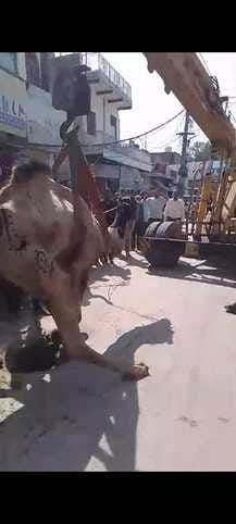 Camel fell into manhole, pulled out by crane
