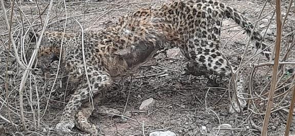 Leopard died while standing due to hunger and disease