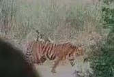 The life of the tiger active near Sultanpur village is also in danger.