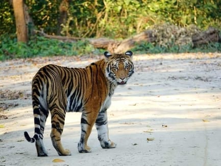 Tigers and leopards are coming out of forests due to lack of deer