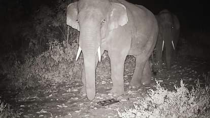 Woman killed in elephant attack in Raigarh district