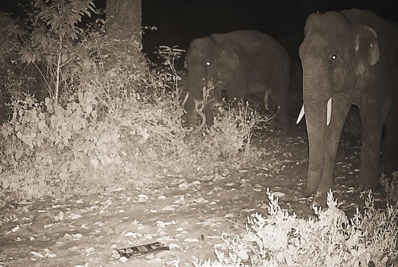 elephant saw in trap camera