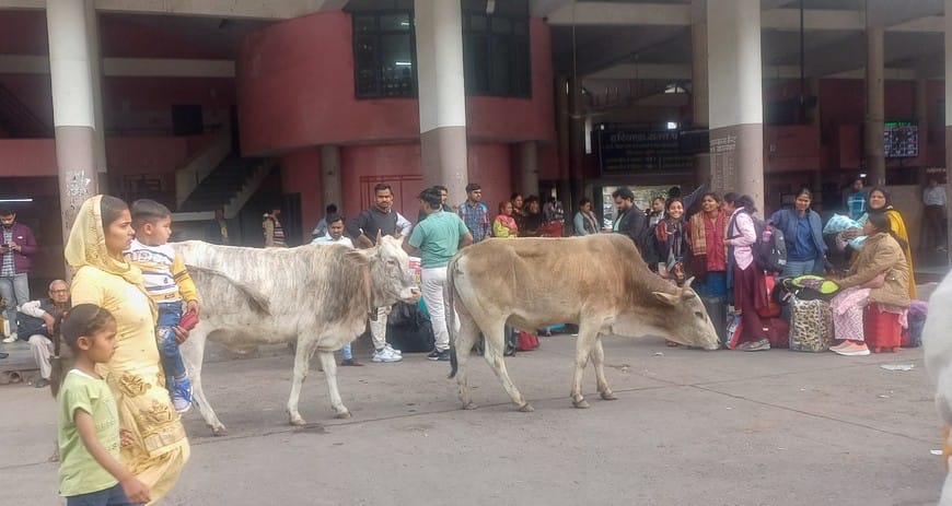 There are fewer passengers and more helpless cattle at the bus stand