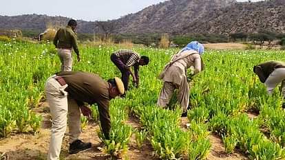 Nagaur: Illegal Opium Cultivation on 3 Bighas Land, 78,611 Plants Seized Worth ₹2 Crore, One Arrested