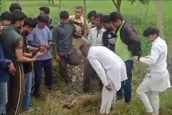 Leopard found dead on the roadside, road accident suspected