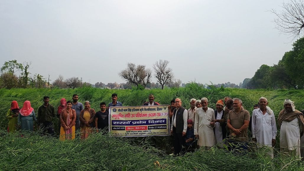 Gave information to 53 farmers to increase mustard production
