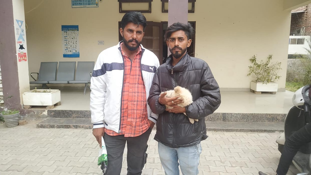 The puppy did not get treatment in the veterinary hospital for one and a half hours