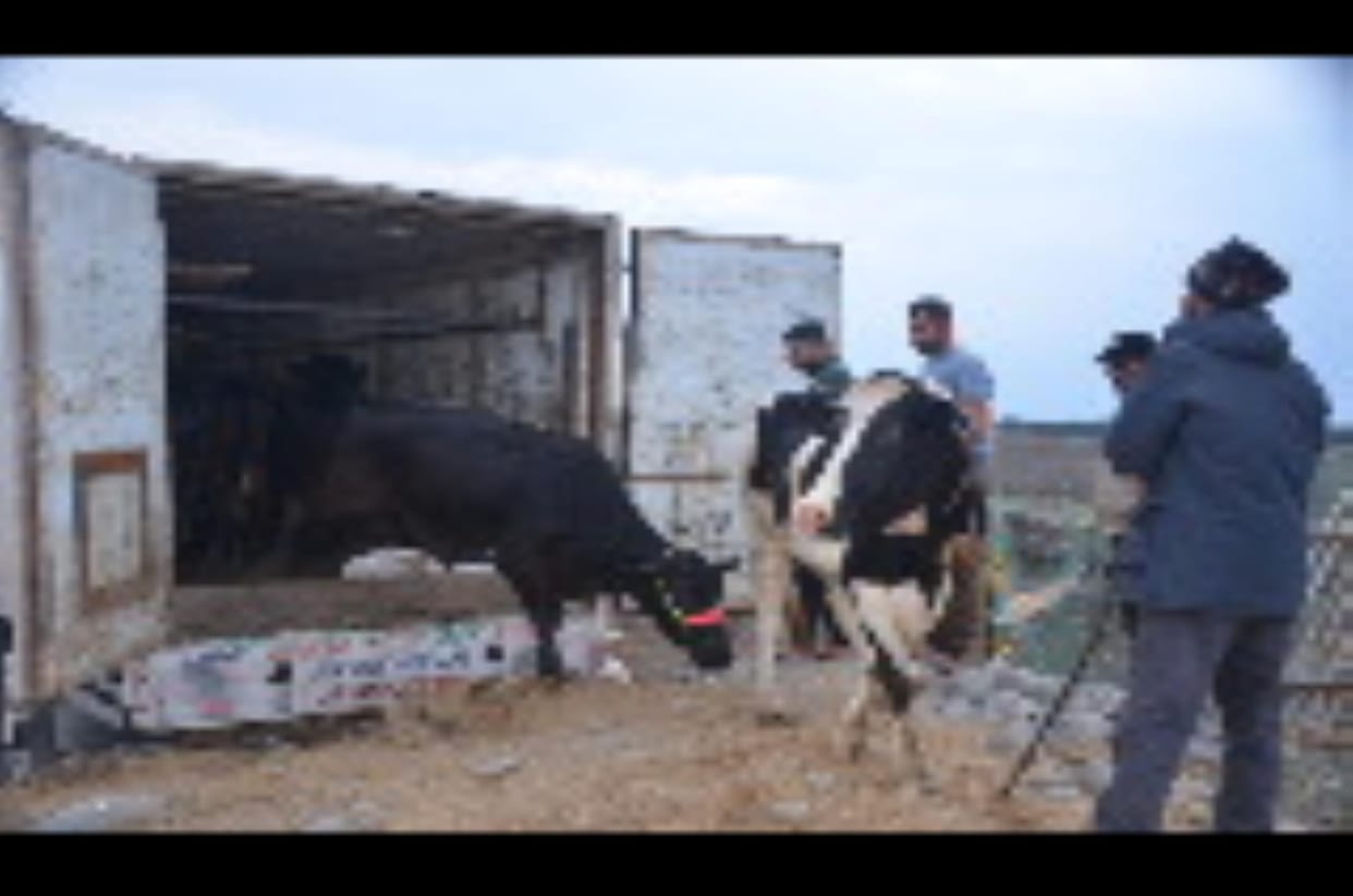 33 Cattles Free From Lakhanpur Police