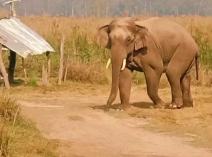 Tusker elephant suddenly reached Navghat, created chaos