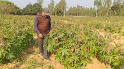 Teacher started farming on unused land