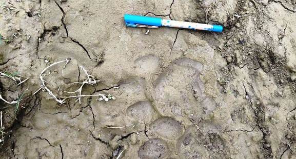 Tiger attacked young man who was peeling sugarcane and injured him