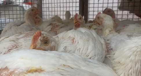 Bird flu found in four meat shops of Gorakhpur more than a thousand cocks died