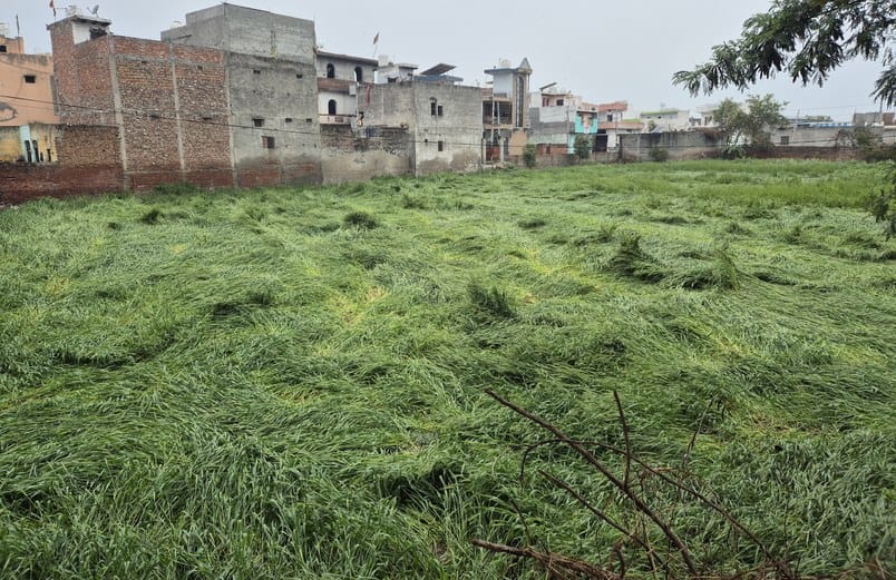 Dreams shattered.... Wheat crop destroyed due to rain accompanied by strong winds