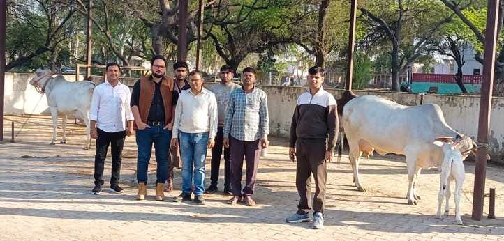 3 cows of Haryana breed received incentive amount of Rs 25 thousand