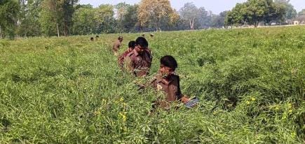 The upper part of the child's body and the other leg were found in the field.