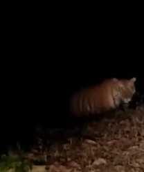 The fear of tiger spread in three villages along with the city's localities