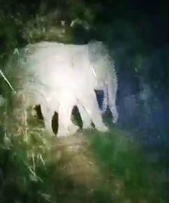 Terror of wild elephants in Nishadnagar, destroying crops